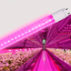 LED FITO лампа VIDEX T8F 9W 0.6M, 12 umol/s, G13, 660nm+450nm (фіолетове світло) VL-T8F-0906B 26999 фото 4